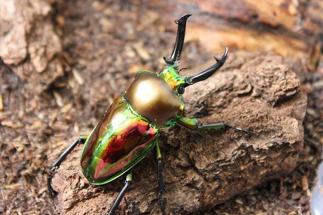 anatomy of rainbow stag beetle